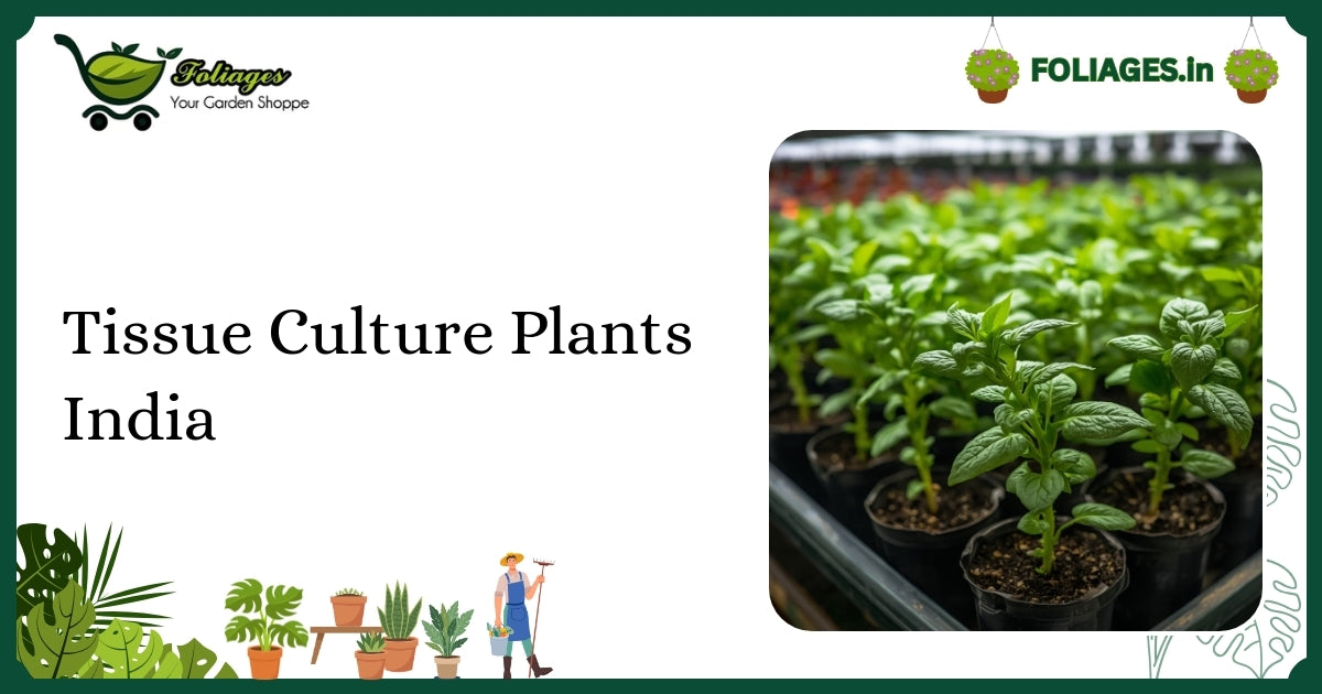 Tissue Culture Plants India: Care, Varieties & Buying Guide