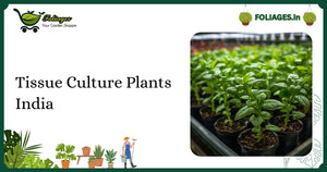 Tissue Culture Plants India: Care, Varieties & Buying Guide