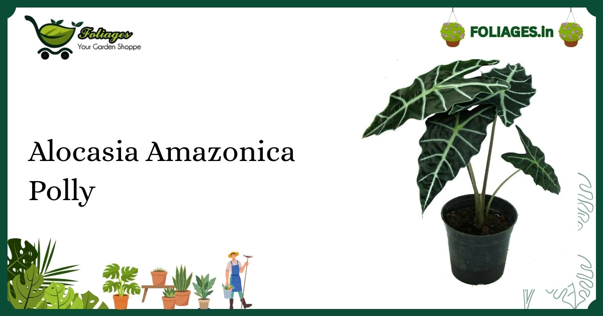Alocasia Amazonica Polly Care India: Compact Emerald Green Beauty