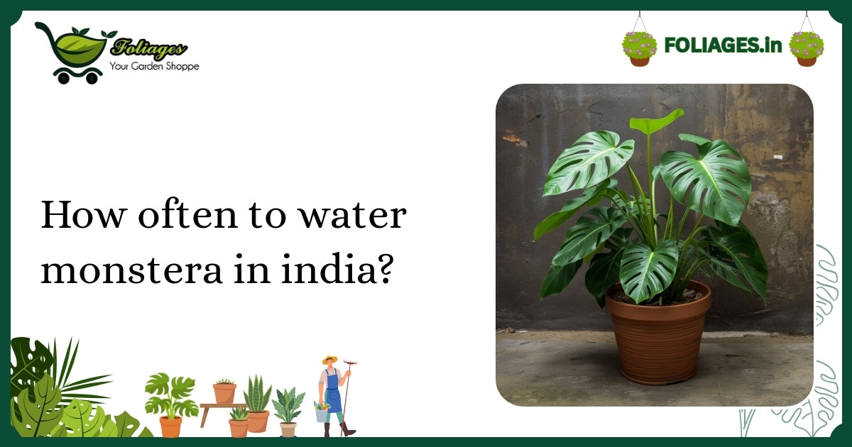 How Often to Water Monstera in India? Expert Guide