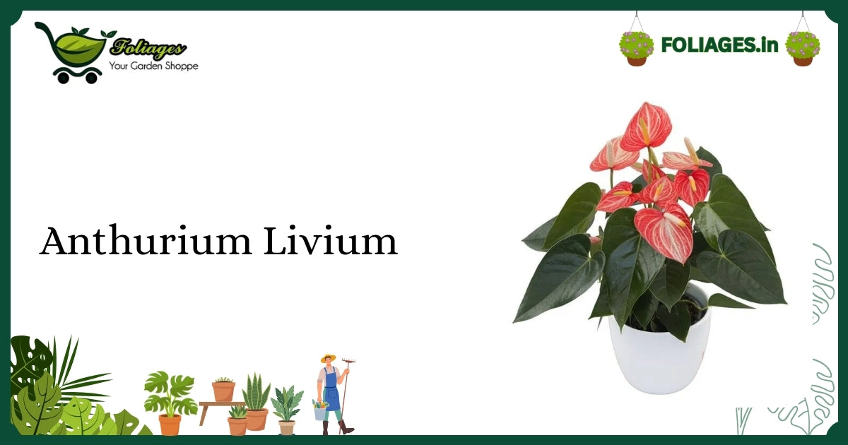 Anthurium Livium Care: Compact Plant with Vibrant Orange Spathes