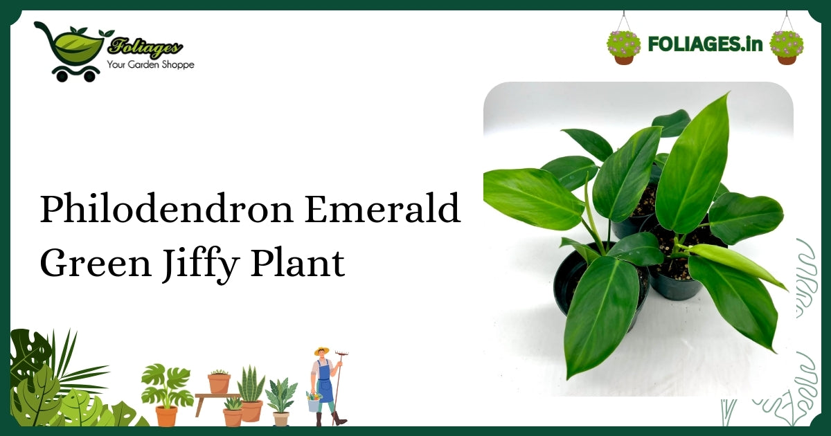 Philodendron Emerald Green Jiffy Plant Care: Glossy Heart-Shaped Leaves