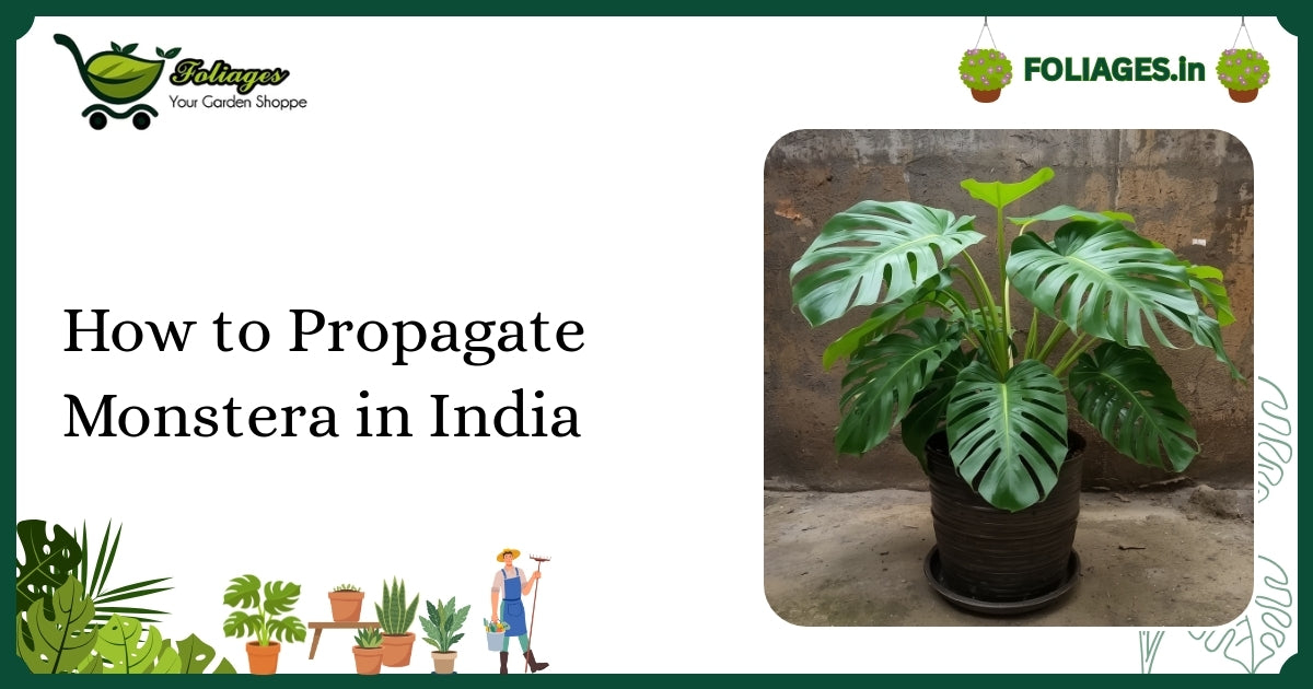 How to Propagate Monstera in India: A Complete Guide