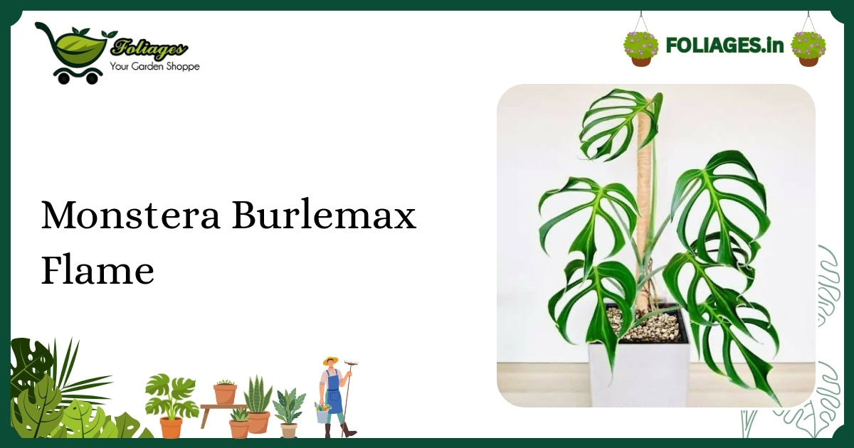 Monstera Burlemax Flame Care: Keeping Flame-Like Fenestrations Stable in India