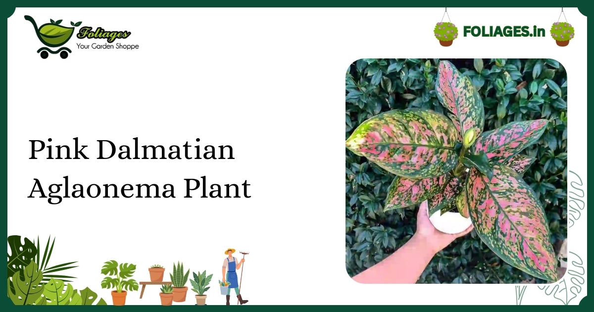 Pink Dalmatian Aglaonema Plant Care India: Variegation & Light Tips