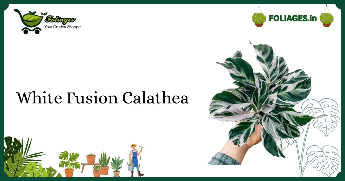 White Fusion Calathea Care India: Keeping Variegation Vibrant Indoors
