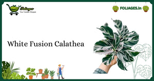 White Fusion Calathea Care India: Keeping Variegation Vibrant Indoors