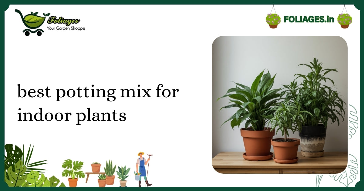 Best Potting Mix for Indoor Plants in Indian Homes