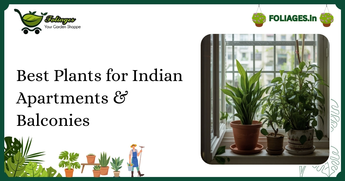 Best Plants for Indian Apartments & Balconies: Care & Varieties