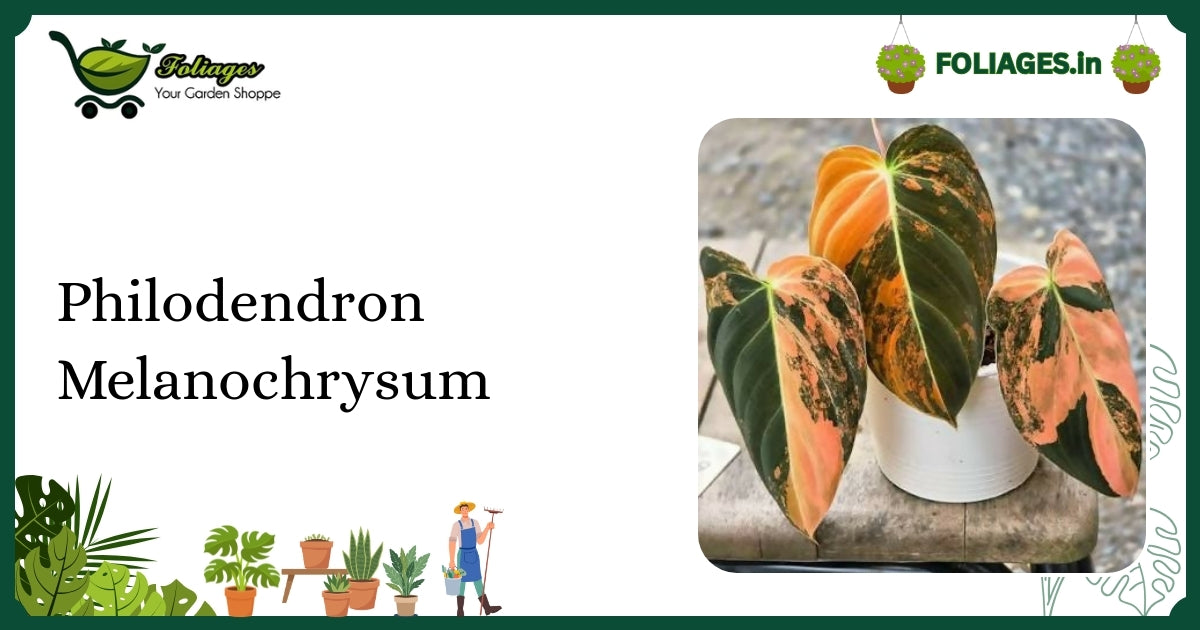 Philodendron Melanochrysum Variegated Care Guide for India
