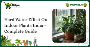 Hard Water Effect On Indoor Plants India – Complete Guide