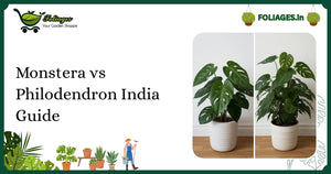 Monstera vs Philodendron India Guide: Care and Varieties