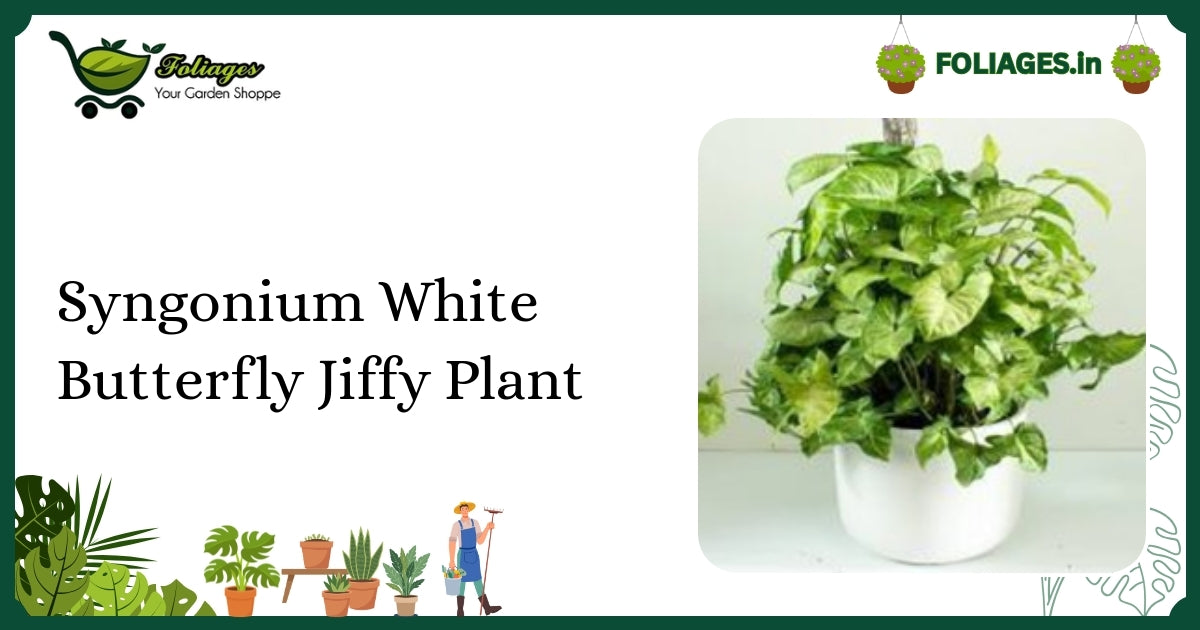 Syngonium White Butterfly Jiffy Plant: Keeping Variegation Stable in India