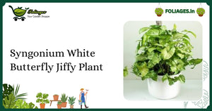 Syngonium White Butterfly Jiffy Plant: Keeping Variegation Stable in India