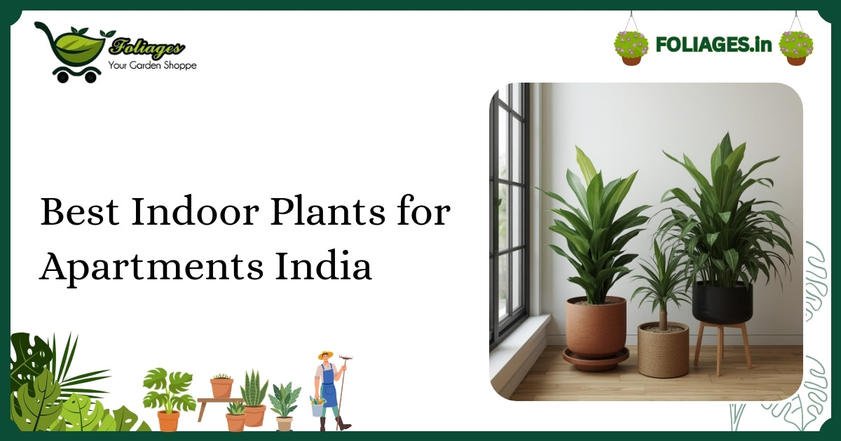 Best Indoor Plants for Apartments India: Care and Varieties Guide