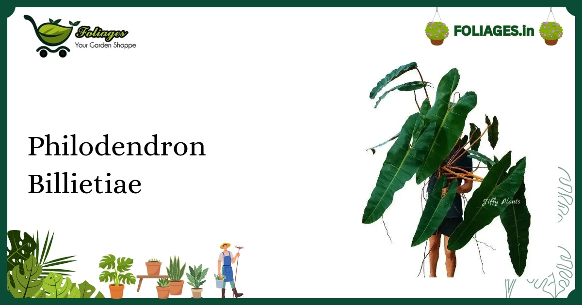Philodendron Billietiae Care: Glossy Leaves with Bright Orange Petioles