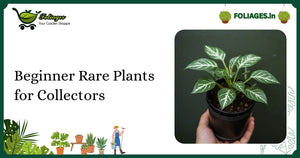 Beginner Rare Plants for Collectors: A Practical Guide for India