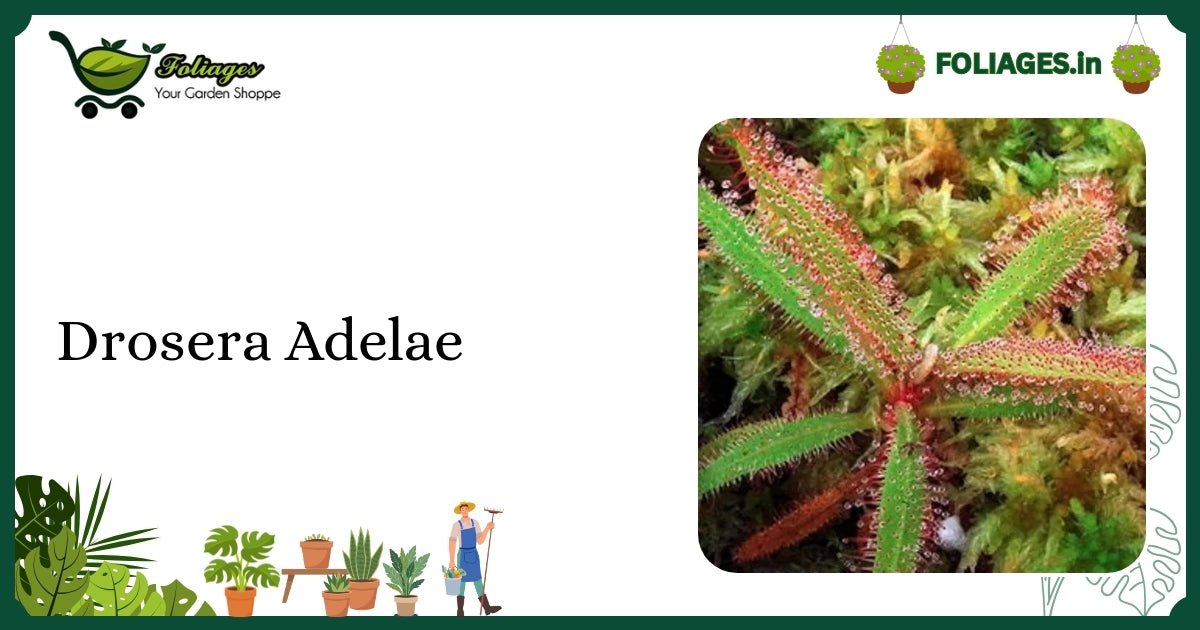Drosera Adelae Care India: Elegant Lance-Leaf Sundew Tips
