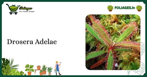 Drosera Adelae Care India: Elegant Lance-Leaf Sundew Tips