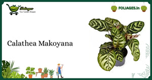 Calathea Makoyana Care India: Vibrant Feather-Patterned Indoor Plant