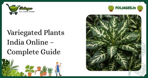 Variegated Plants India Online – Complete Guide for Collectors