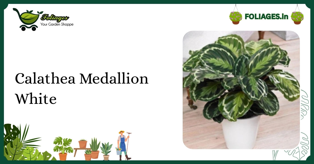 Calathea Medallion White Care: White-Variegated Tropical Foliage in Jiffy Pot