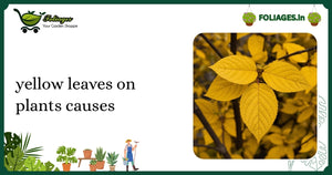 Yellow Leaves on Plants Causes: A Guide for Indian Plant Lovers