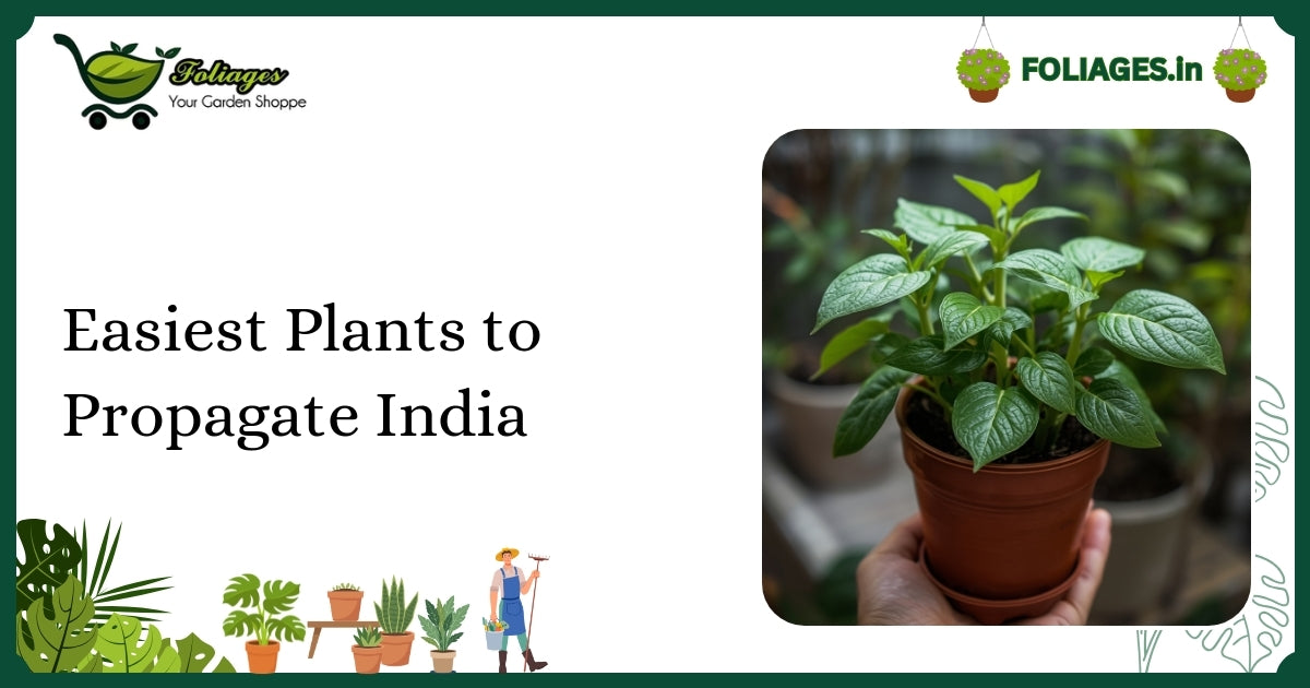 Easiest Plants to Propagate India: A Complete Guide