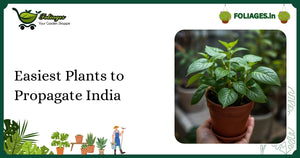 Easiest Plants to Propagate India: A Complete Guide