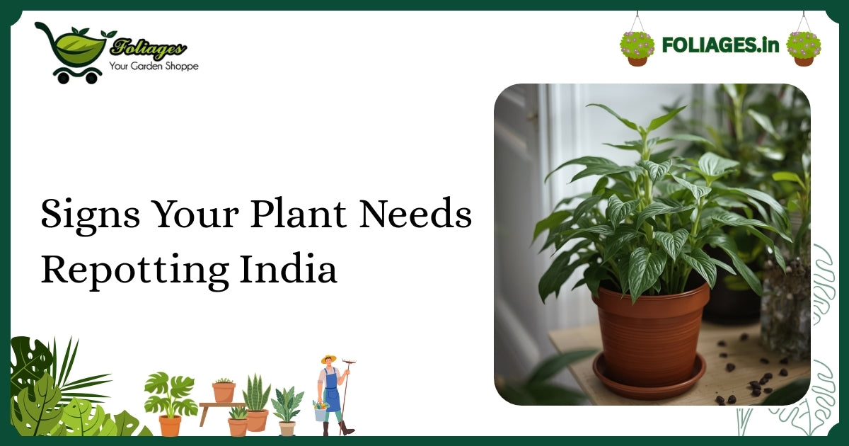 Signs Your Plant Needs Repotting India: A Practical Guide