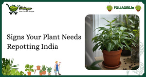 Signs Your Plant Needs Repotting India: A Practical Guide