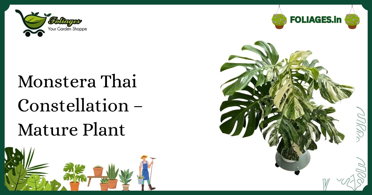Monstera Thai Constellation Mature Plant Care in India
