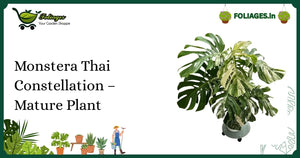 Monstera Thai Constellation Mature Plant Care in India