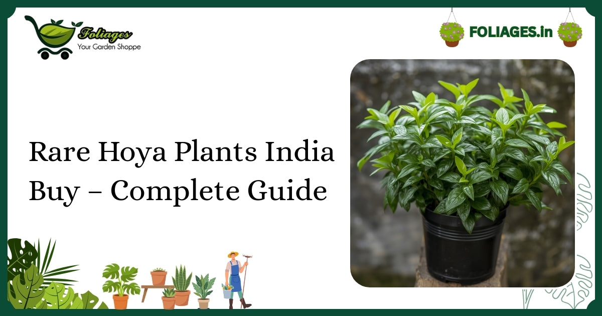 Rare Hoya Plants India Buy – Complete Guide for Collectors