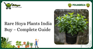 Rare Hoya Plants India Buy – Complete Guide for Collectors