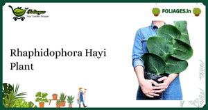 Rhaphidophora Hayi Plant Care: Flat Overlapping Leaves in India