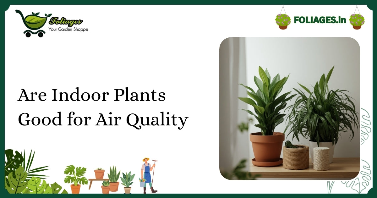 Are Indoor Plants Good for Air Quality in Indian Homes