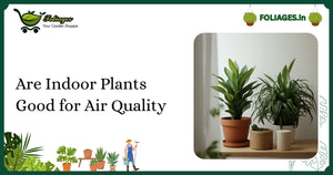 Are Indoor Plants Good for Air Quality in Indian Homes