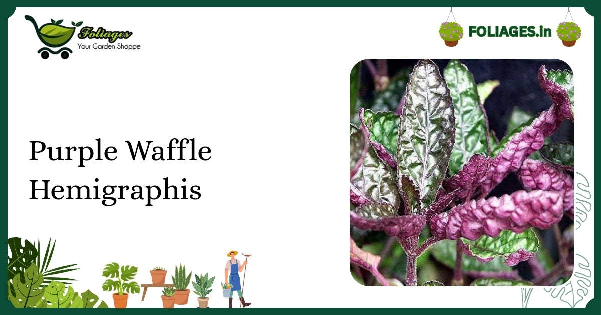 Purple Waffle Hemigraphis Care: Vibrant Reddish-Pink Aquatic Beauty