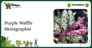 Purple Waffle Hemigraphis Care: Vibrant Reddish-Pink Aquatic Beauty