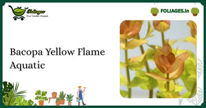 Bacopa Yellow Flame Aquatic Care: Vibrant Green Stem Plant Tips