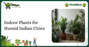 Indoor Plants for Humid Indian Cities: Care and Varieties