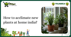 How to Acclimate New Plants at Home India? A Practical Guide