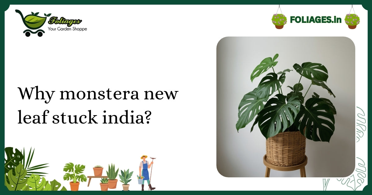 Why Monstera New Leaf Stuck India? Expert Care Tips