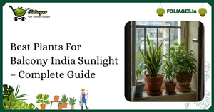 Best Plants For Balcony India Sunlight – Complete Guide