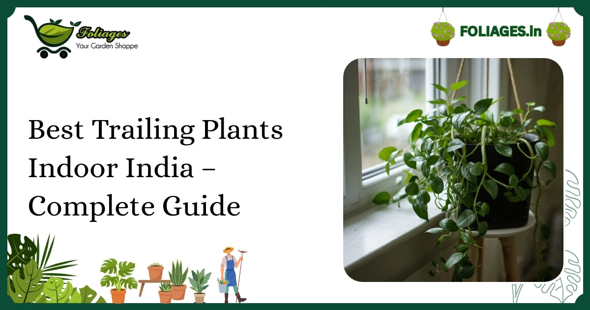 Best Trailing Plants Indoor India – Complete Guide