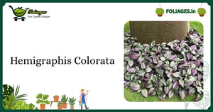 Hemigraphis Colorata Care: Compact Metallic Purple Waffle Plant Tips