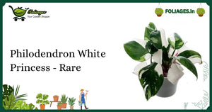 Philodendron White Princess Care India: Variegated Green & White Leaves