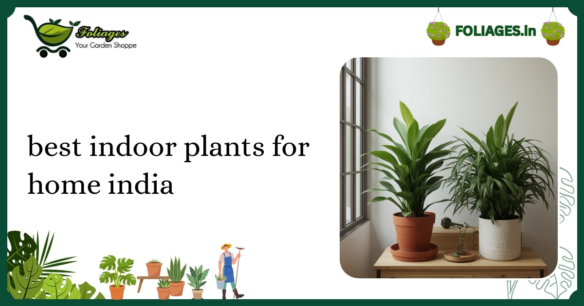 Best Indoor Plants for Home India: Care and Selection Guide