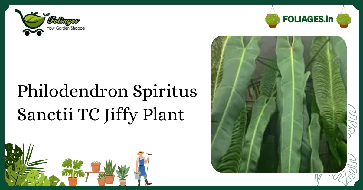 Philodendron Spiritus Sanctii Care India: Rare Elongated Leaf Guide